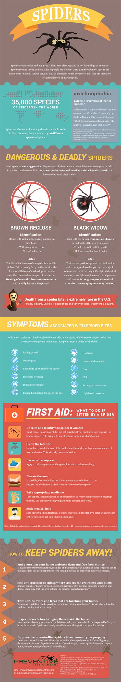 Spider Infographic Preventive Pest Control