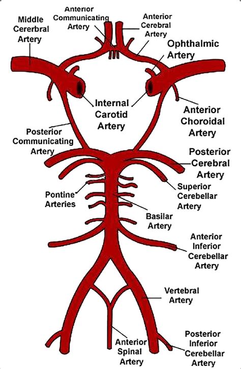 The simple squamous lining can have several differences to create three different types of capillaries. Schematic representation of the Circle of Willis. Image ...