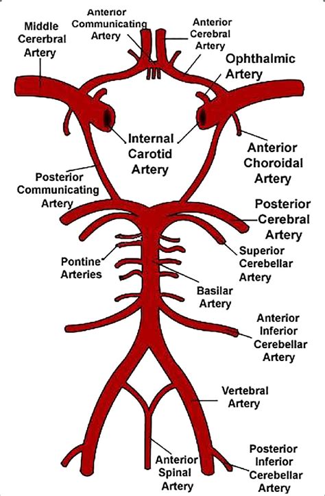 Feel free to browse at our anatomy categories and we hope you. Schematic representation of the Circle of Willis. Image ...