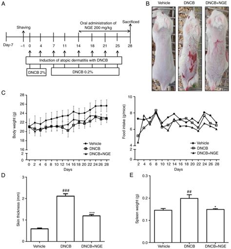 oral administration of cervus nippon mantchuricus extract suppresses 2 4 dinitrochlorobenzene