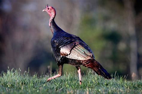 Fall Turkey Season To Begin Heres What Hunters Should Know