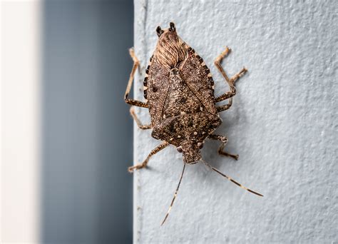 Why Stink Bugs Infest Your Home Each Fall