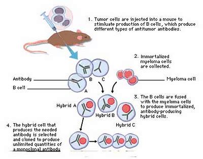 Nuttrien protein sel tunggal utama harus memenuhi kebutuhan gizi baik untuk manusia maupun hewan. Peran Mikroorganisme dalam Penerapan Bioteknologi - Materi ...