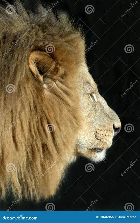 Magnificent Male Lion Standing On And Looking At Camera Royalty Free