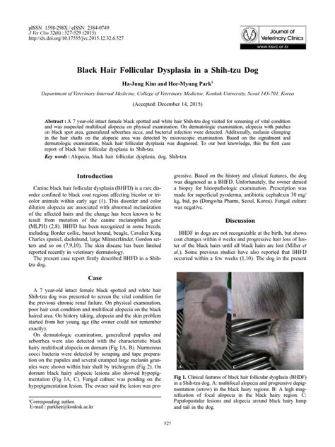 Black Hair Follicular Dysplasia In A Shih Tzu Dog Pdf Hair Loss