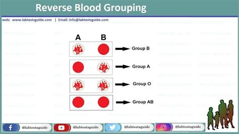 Abo Blood Groups And Rh Type Testing Lab Tests Guide