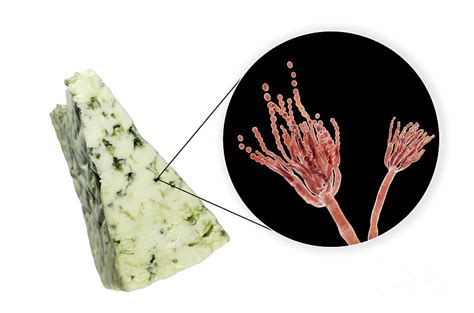 Penicillium Fungus And Roquefort Cheese Photograph By Kateryna Kon
