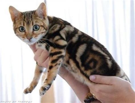 The bengal cat is one of the most exotic looking and beautiful of the domestic cat breeds. Bengal Cat Pictures