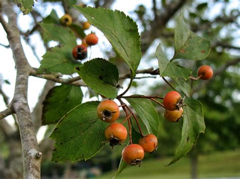 The hawthorn genus (crataegus) includes nearly 200 named species, and some are sold heavily as a health remedy. Using Georgia Native Plants: September 2013