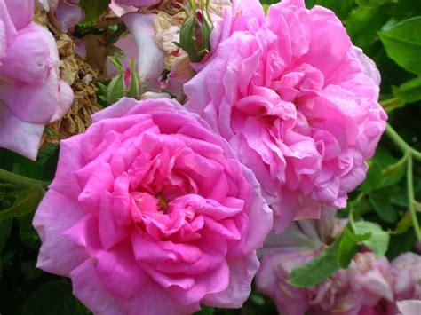 Dig It Vera Johnson Oldantique Roses Why You Should Be Growing Them