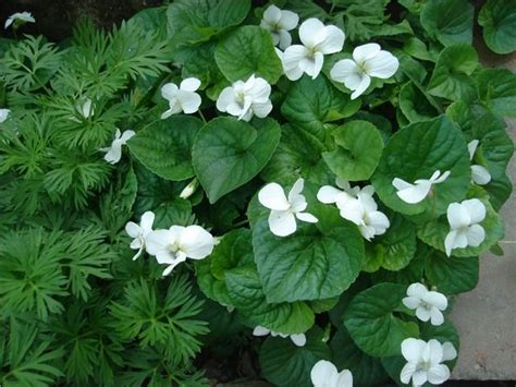 Electronica / blues pa, rs. Bijele ljubičice