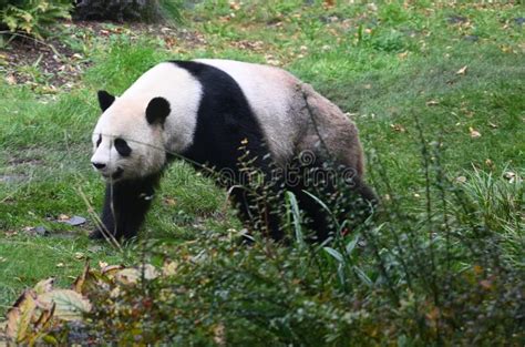 Giant Panda Bear Walking In The Forest Stock Image Image Of Black