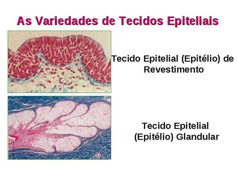 Pin De Vanee Alvarado Em Estudos Tecido Epitelial Farmacia Faculdade