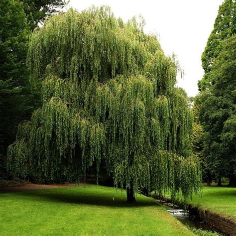 Buy Weeping Willow 1 Gallon Established Potted Salix Babylonica