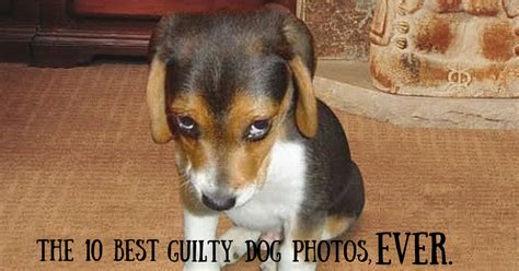 The 10 Best Guilty Dog Photos Ever Funny Puppy Pictures Puppies