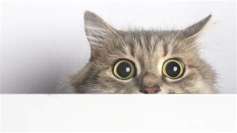 Cat Locked Out Of Bathroom Seeks Revenge On His Owner In Hilarious Video