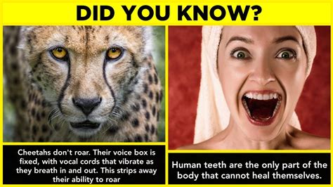 Did You Know Random Facts Animal Facts 😯 Youtube