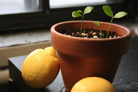 How To Grow Lemon Tree From Seeds Gardening Sun