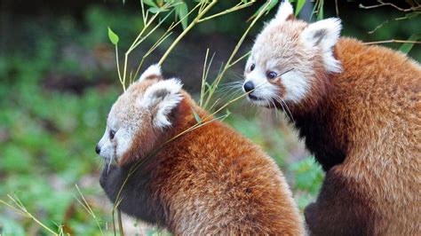 Belfast Zoo Celebrates Birth Of Endangered Red Pandas Bbc News