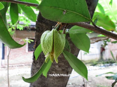 Kelebihan pokok durian belanda yang menjadi rahsia. warna warni hidupku..............: Pokok Durian Belanda
