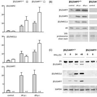 Enzymes that help such reactions are called proteases. Characterization of 20S proteasomes in IP-deficient mice ...