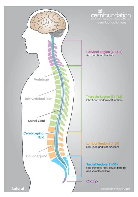 The Image Shows The Side Lateral View Of Where The Different Spinal