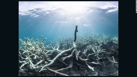 Coral Bleaching Affects Over 90 Of Great Barrier Reef Cnn