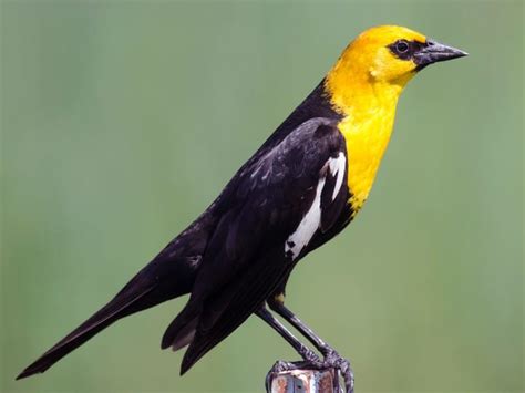 These Bird Sightings Are The True Sign Spring Has Sprung In Kamloops Infonews Thompson