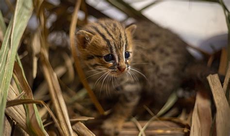 learnings from rehabilitating the world s smallest wild cat