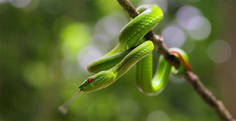 Зеленая змея макро без регистрации Обои на рабочий стол Mirowo