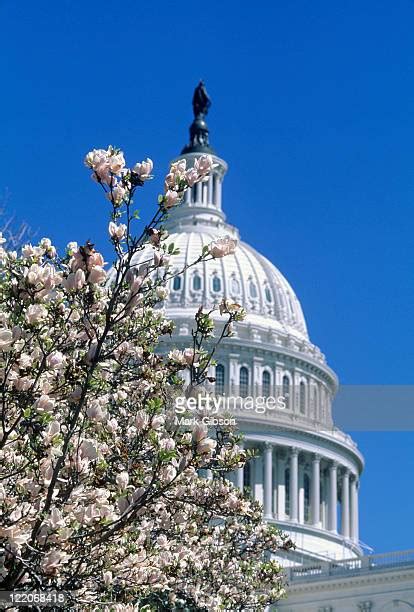Us Capitol And Cherry Blossoms Photos And Premium High Res Pictures