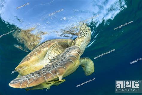Green Sea Turtle Breathing At Water Surface Chelonia Mydas Marsa Alam