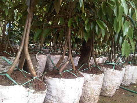 Durian #hobytanam #tanambibit tanam bibit durian di awal musim hujan sangat bagus untuk perkembangan dan pertumbuhan. Cara Menanam Durian Musang King - Belajar Berkebun