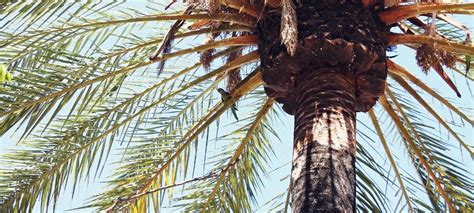 Learn How To Trim A Palm Tree In Four Simple Steps