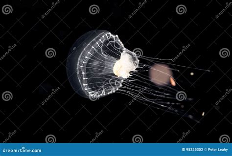 Unidentified Jellyfish Species At Night In The Ocean Stock Photo