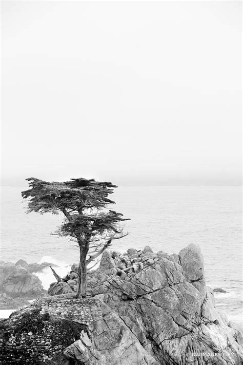 Framed Photo Print Of Lone Cypress Tree Pebble Beach California Black
