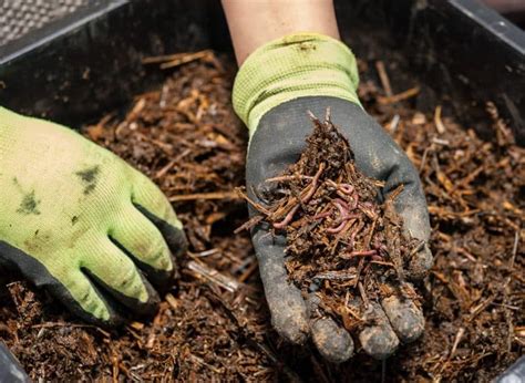 Worm Composting 101 Everything You Need To Know