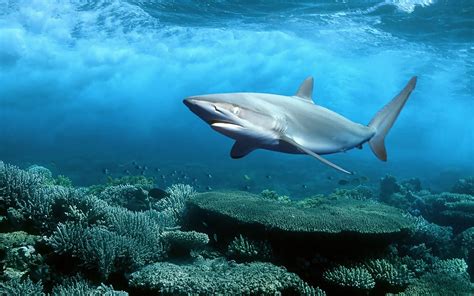 배경 화면 바다 물고기 수중 산호초 대양 암초 1920x1200px 척골가 있는 해양 생물학 상어 상어