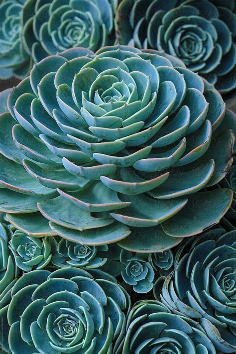 Sky Blue Succulent Plants Rosette Ornamental Of Close Up Stocksy United