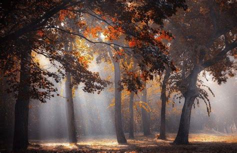 Sun Rays Forest Fall Leaves Trees Mist Sunlight Nature