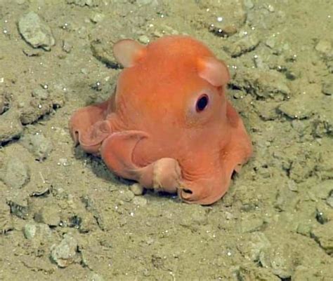 Newly Discovered Cute Octopus Proves Adorable Things Do Live In The