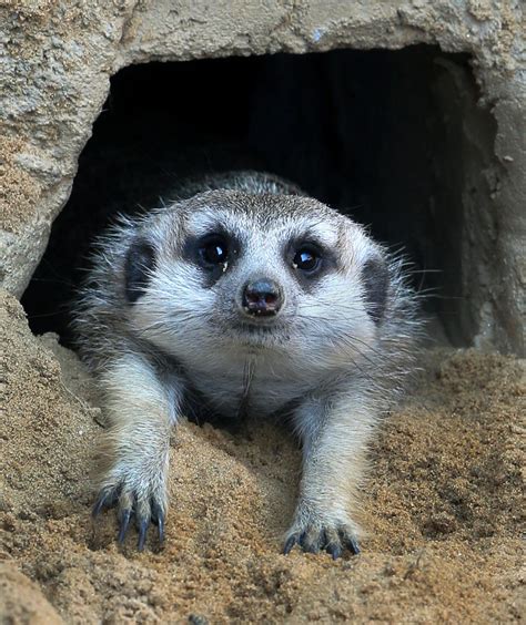 Nervous Baby Meerkats Slow To Emerge At Richmond Zoo Local News