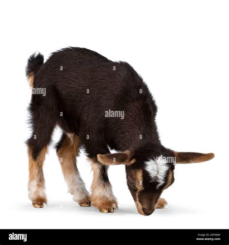 Black And White Baby Goat Cut Out Stock Images And Pictures Alamy