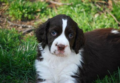 Country breeze springer spaniel's is located in pine island, minnesota, just 45 minutes south of the city's, in the beautiful country. Springer Spaniel Puppies For Sale In Nd | Top Dog Information