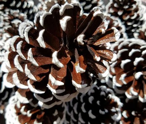 White Snow Tipped Pine Cones Frosted Pine Cones Christmas Etsy