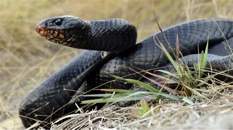 22 Threatened Eastern Indigo Snakes Released In Florida