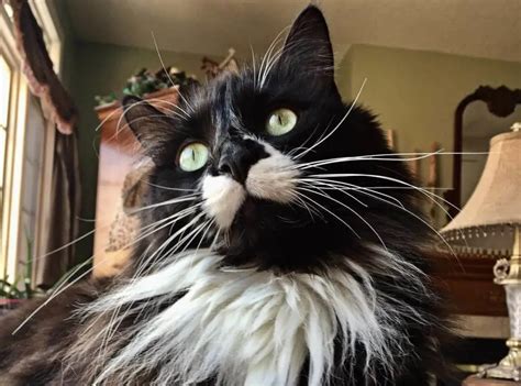 Are Tuxedo Cats Smarter Than Other Cats Rankiing Wiki Facts Films