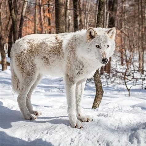 It ranges at about 25 to 32 inches tall, weighing between 75 to 130 pounds. worldofwolvesofficial | Siberian husky, Wolf dog, Wolf photos