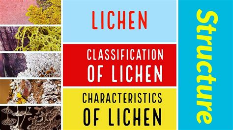 Lichen Features Of Lichen Types Of Lichen Structure Of Lichen