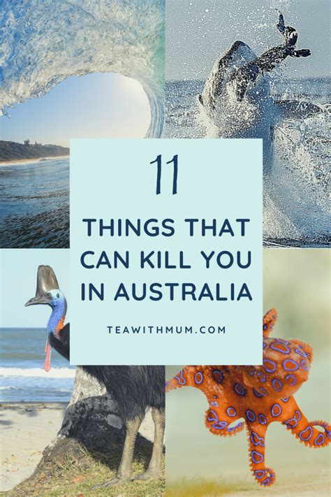 Dangerous Australians 11 Things That Can Kill You In About 20 Minutes